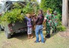 Hijaukan Bumi Jayawijaya, Satgas TMMD ke-126 Kodim 1702/Jayawijaya Siapkan Bibit Pohon di Lokasi TMMD