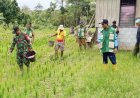 Dorong Produktivitas Padi, Babinsa Senggi Turun Langsung ke Lapangan Pastikan Pemupukan Sesuai Teknis
