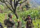 Satgas Yonif 732/Banau Luncurkan Program “Rosita”: Prajurit Borong Hasil Tani Warga Jampul Demi Gerakkan Ekonomi Pedalaman Papua