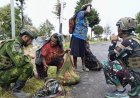 ROSITA Satgas Yonif 500/Sikatan: Semangat Petani Papua Berkembang di Sugapa