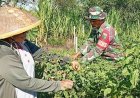 Dorong Peningkatan Ekonomi dan Ketahanan Pangan, Babinsa Koramil 1701-23/Skanto Dampingi Petani Panen Cabai