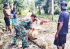 Hambat Aktivitas Warga, Babinsa Web Gotong Royong Bersihkan Pohon Tumbang