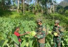 Program Rosita, TNI Hidupkan Ekonomi Petani Perbatasan Papua