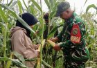 Perkuat Swasembada Pangan Babinsa Koramil 1701-23/Skanto Dampingi Panen Jagung Petani