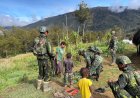 Sinergi Hangat TNI dan Warga Papua di Kebun Lanny Jaya