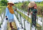 Bantu Petani Lokal, Babinsa Dampingi Perawatan Tanaman Cabai Keriting