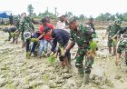 Tuju Swasembada Pangan, TNI dan Pemda Keerom Tanam Padi Perdana