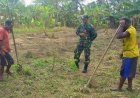 Bertemu Pendeta, Babinsa Bantu Siapkan Lahan Ubi Jalar di Pekarangan Gereja
