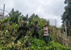 TNI Sentuh Ladang Mama Papua, Wujud Kepedulian di Lanny Jaya