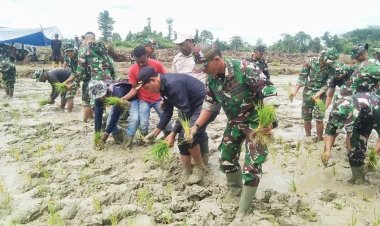 Tuju Swasembada Pangan, TNI dan Pemda Keerom Tanam Padi Perdana