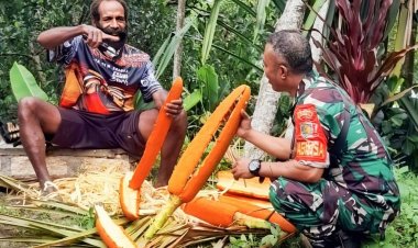 Dukung Komoditas Unggulan Papua, Babinsa Komsos dengan Petani Buah Merah